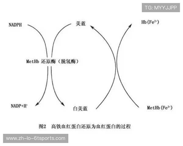 足球铁元素管理是否关乎球员比赛期血红蛋白维持与耐力表现 足球铁元素管理是否关乎球员比赛期血红蛋白维持与耐力表现